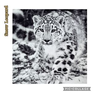 Snow Leopard picture by Award Winning Stephen W. Oachs named "Endangered Beauty"